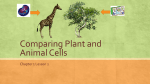 Comparing-Plant-and-Animal-Cells