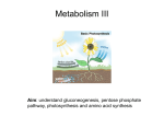 Metabolism III