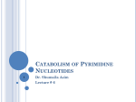 6-Catabolism of Pyrimidine Nucleotides