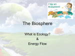 Ecology and Energy Flow