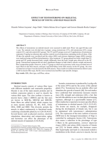 effect of testosterone on skeletal muscle of young and old male rats