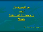 Pericardium and external features of Heart