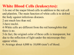 White Blood Cells (leukocytes)