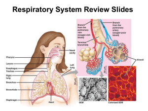 Respiratory System Review Slides