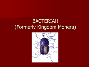 Bacteria - holyoke