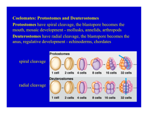 Coelomates: Protostomes and Deuterostomes Protostomes have