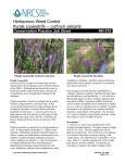 Herbaceous Weed Control Purple Loosestrife – Lythrum salicaria