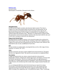 Fire Ants - McDaniel Pest Control