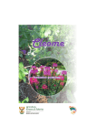cleome production guidelines 2014