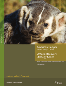 Recovery strategy for the American Badger