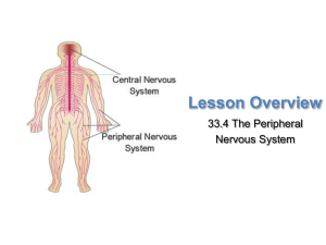 Autonomic Nervous System