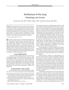 Architecture of the Lung