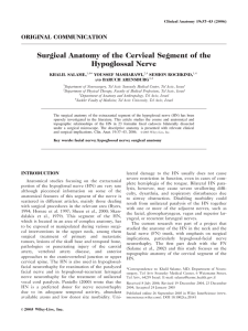 Surgical anatomy of the cervical segment of the hypoglossal nerve