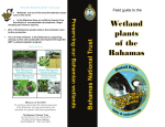 Wetland Field Guide - Bahamas National Trust