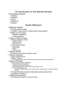 An Introduction to the Special Senses