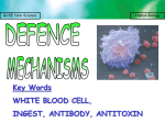 white blood cells - science