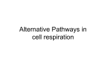 Lecture 14: Alternative Pathways in Cell respiration