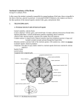 Sectional Anatomy of the Brain - Dr. Leichnetz