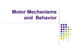 Motor Mechanisms and Behavior