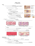 Chapter 4 – Tissues 4.1 – Epithelial Tissue Tissues are made up of