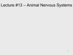 Lecture #13 * Animal Nervous Systems