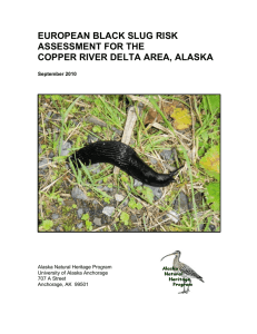 European Black Slug Risk Assessment
