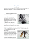 Rhinoplasty - alexorl.edu.eg
