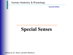 Special Senses