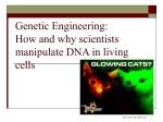 Genetic Engineering: How and why scientists manipulate DNA in