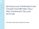 Extracellular Components and Connections Between Cells Help