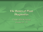 Diagnosing Plant Problems