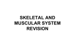 SKELETAL AND MUSCULAR SYSTEM REVISION