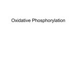 Oxidative Phosphorylation and Photosynthesis