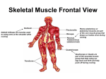 Skeletal muscle front.back view
