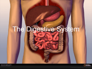 The Digestive System - Emerald Meadow Stables