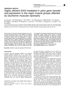 Highly efficient EIAV-mediated in utero gene transfer and expression