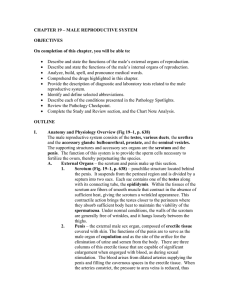 chapter 19 – male reproductive system