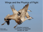 Wings and the Physics of Flight