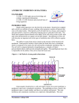 Antibiotic Inhibition of Bacteria