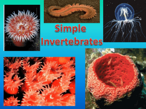 NOTES: Simple Invertebrates
