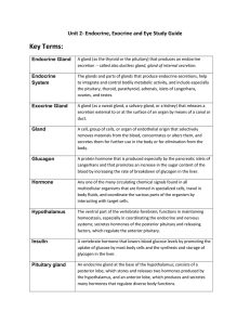 Unit 2- Endocrine, Exocrine and Eye Study Guide Key Terms