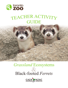 Grassland Ecosystems Black-footed Ferrets