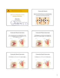 LISC 322 Neuroscience Extraocular Muscles Extraocular Muscle