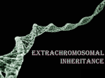 Extrachromosomal Inheritance