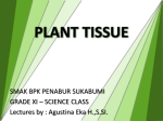 plant tissue - WordPress.com