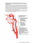 Arterial anatomy