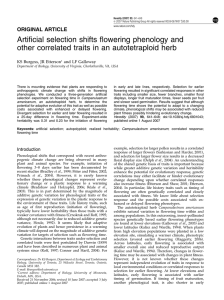 Artificial selection shifts flowering phenology and other correlated