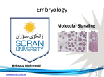 Embryology