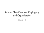 Animal Classification, Phylogeny and Organization