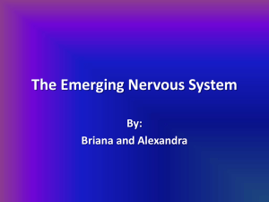 The Emerging Nervous System